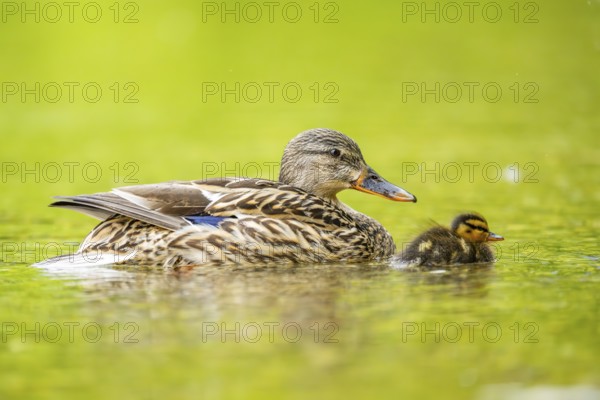 Wild duck (Anas platyrhynchos) mother with her and chick swimming in the water, Bavaria, Germany