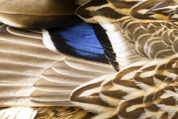 Wild duck (Anas platyrhynchos) blue feathers, detail, Austria