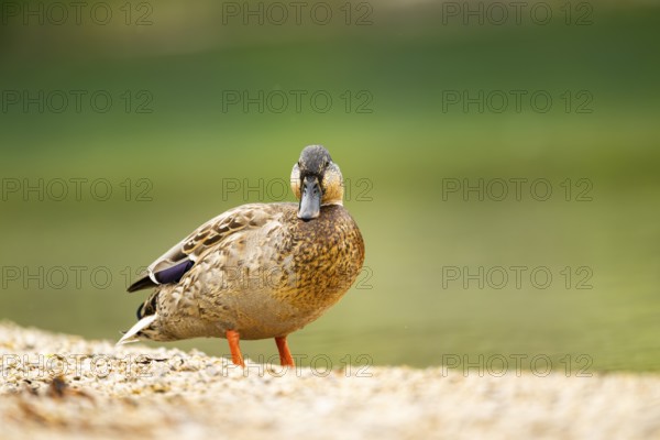 Wild duck (Anas platyrhynchos) male standing on the shore of a lake, Bavaria, Germany