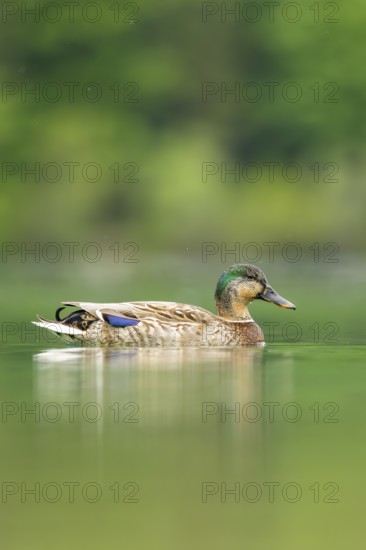 Wild duck (Anas platyrhynchos) male swimming in a lake, Bavaria, Germany