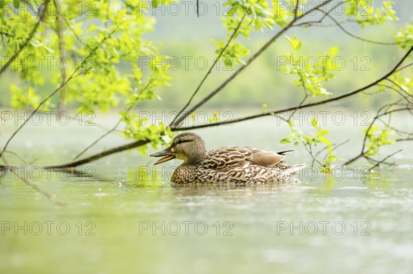 Wild duck (Anas platyrhynchos) female swimming in a lake, Bavaria, Germany