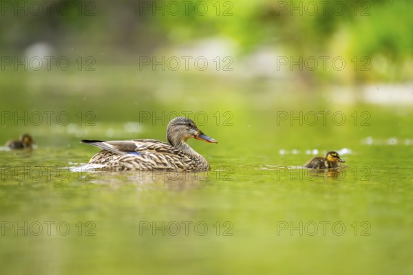 Wild duck (Anas platyrhynchos) mother with her and chick swimming in the water, Bavaria, Germany