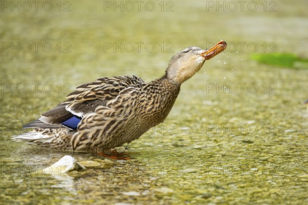 Wild duck (Anas platyrhynchos) female standing in a lake, Bavaria, Germany