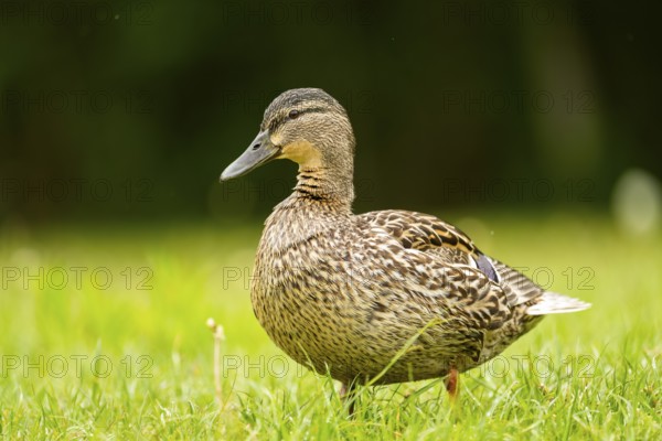 Wild duck (Anas platyrhynchos) female standing on the shore of a lake, Bavaria, Germany
