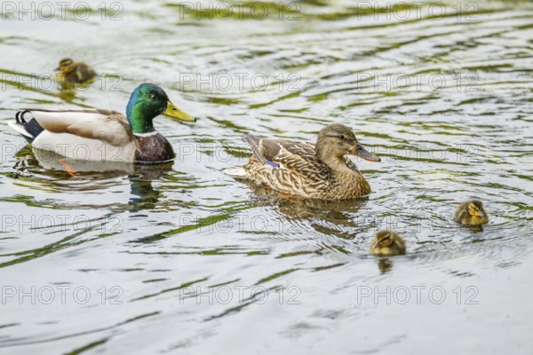 Wild duck (Anas platyrhynchos) male, female and chicks swimming in the water, Bavaria, Germany