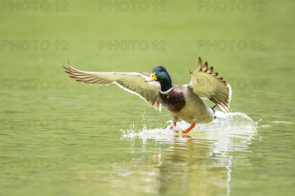 Wild duck (Anas platyrhynchos) male landing in a lake, Bavaria, Germany