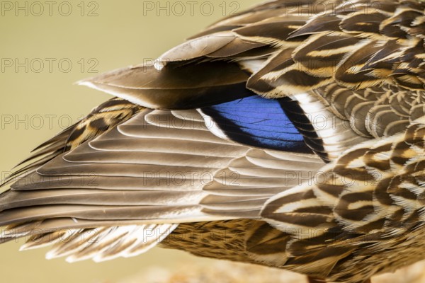Wild duck (Anas platyrhynchos) blue feathers, detail, Austria