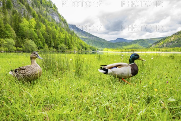 Wild duck (Anas platyrhynchos) male and female standing on a meadow next to a lake, Austria