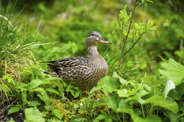 Wild duck (Anas platyrhynchos) female standing on a meadow next to a lake, Austria