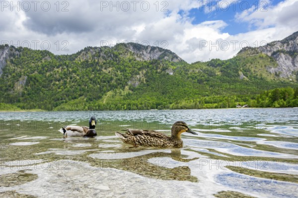 Wild duck (Anas platyrhynchos) male and female swimming in a lake, Austria
