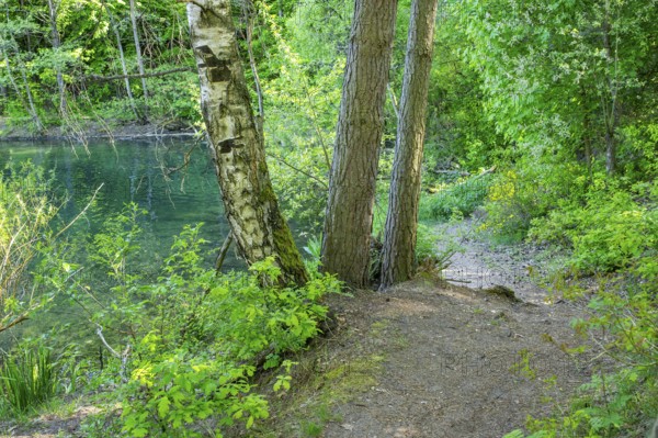Landscape of a little lake on a sunny day in spring, Upper Palatinate, Bavaria, Germany