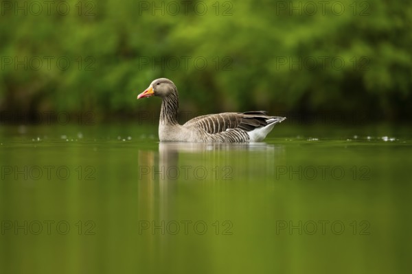 Close-up of a Greylag Goose (Anser anser) swimming in the water in spring, Austria