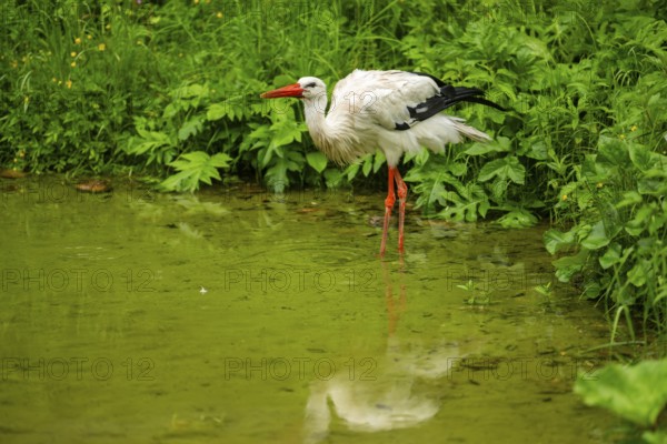 White stork (Ciconia ciconia) standing in a little lake, Austria