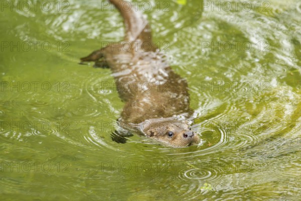 Eurasian otter (Lutra lutra) swimming in a lake, Austria