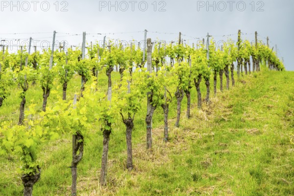 Landscape of the wine yards growing on the hills of southern styria, Austria