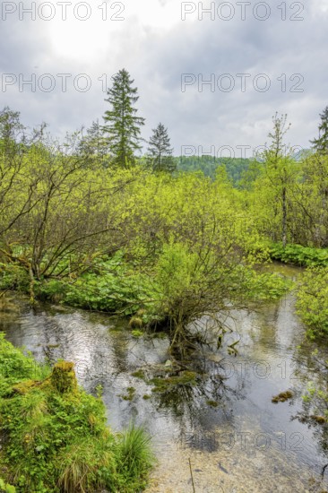 Lanscape of a little stream flowing through the forest in spring on a rainy day, Bavaria, Germany