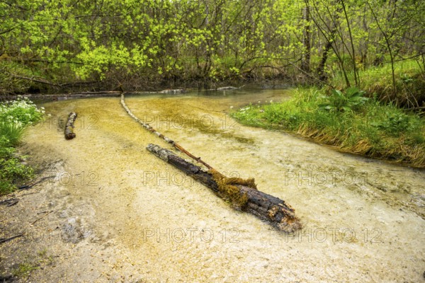 Lanscape of a little stream flowing through the forest in spring on a rainy day, Bavaria, Germany