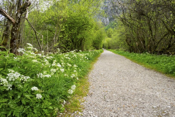 Walking trail going through the forest in spring on a cloudy day, Bavaria, Germany