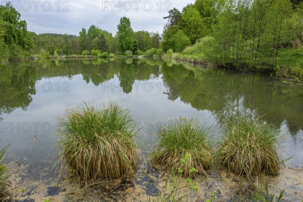 Landscape of a little lake on a cloudy day in spring, Upper Palatinate, Bavaria, Germany