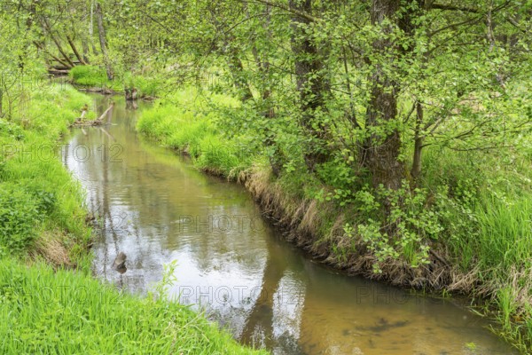 Lanscape of a little stream flowing through the forest in spring on a rainy day, Bavaria, Germany