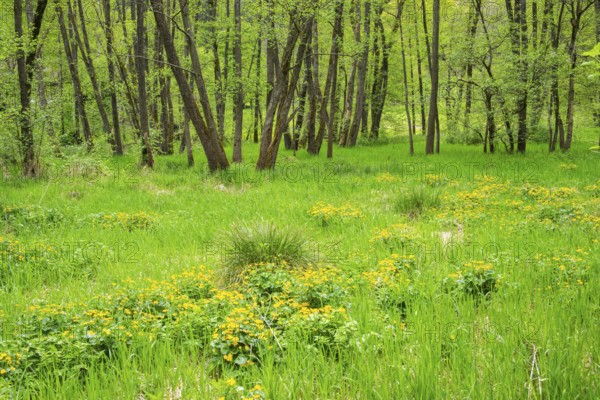 Moorland with blooming Marsh-marigold (Caltha palustris) in a Common alder (Alnus glutinosa) forest in spring, Bavaria, Germany
