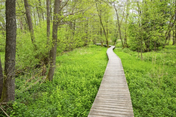 Walking trail going through the forest in spring on a cloudy day, Bavaria, Germany