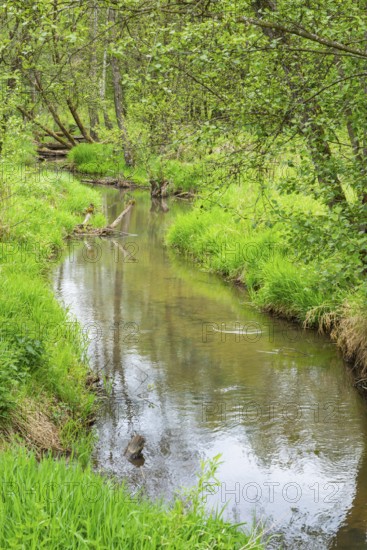 Lanscape of a little stream flowing through the forest in spring on a rainy day, Bavaria, Germany