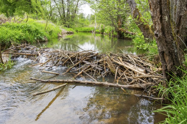 Dam of a Eurasian beaver (Castor fiber) in a small stream, Upper Platine, Bavaria, Germany
