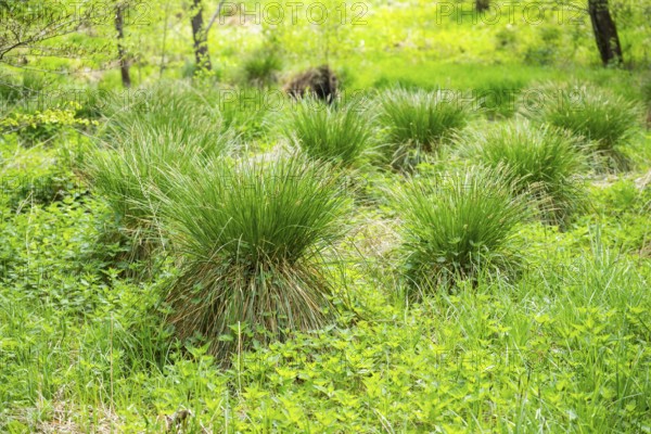 Greater tussock-sedge (Carex paniculata) grass bushes in a forest next to a little lake in spring, Bavaria, Germany