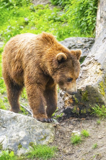 Eurasian brown bear (Ursus arctos arctos) in a forest, Austria