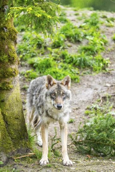 Eurasian wolf (Canis lupus lupus) in a forest, Austria