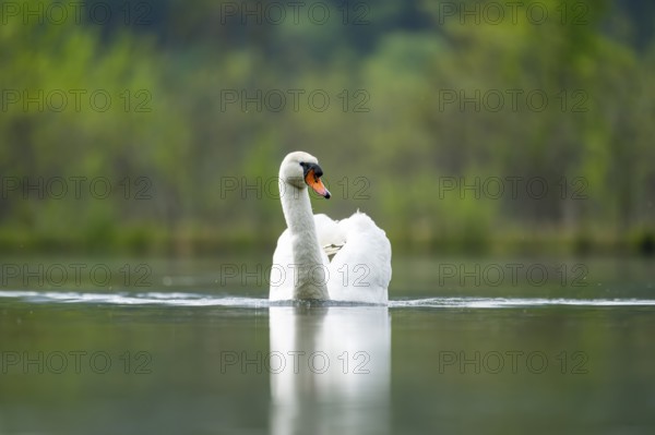 Mute swan (Cygnus olor) swimming on a lake, Austria