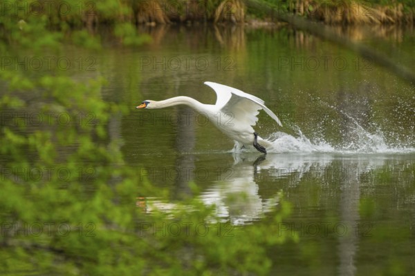 Mute swan (Cygnus olor) starts flying from a lake, Austria