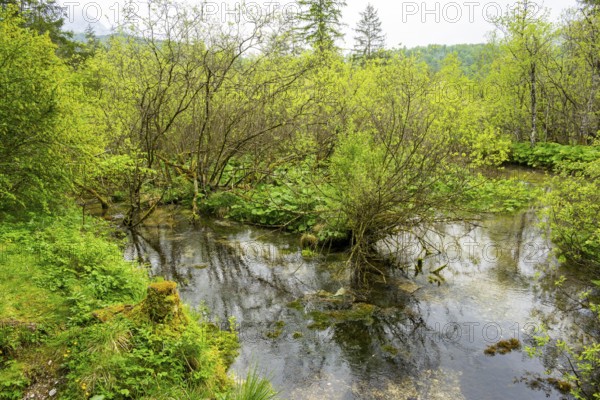 Lanscape of a little stream flowing through the forest in spring on a rainy day, Bavaria, Germany