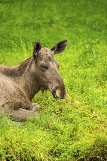 Eurasian elk (Alces alces) lying next to a little lake, Austria