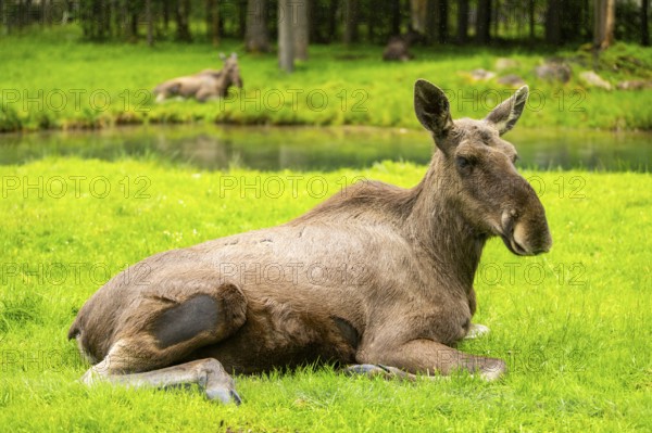 Eurasian elk (Alces alces) lying next to a little lake, Austria