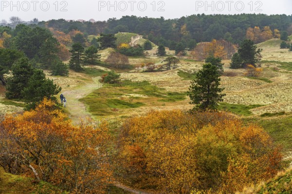 Dune sheep of Ostplate, in the east of the East Frisian island of Spiekeroog, autumn, brown dunes, Lower Saxony, Germany