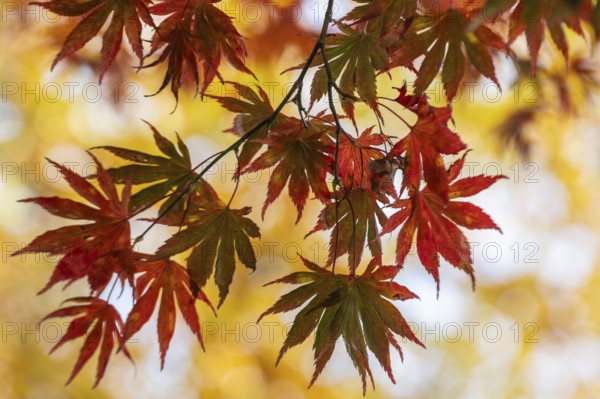 Japanese Japanese maple (Acer palmatum Trompenburg) in autumn leaves, Emsland, Lower Saxony, Germany