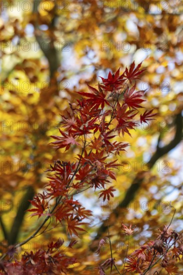Japanese Japanese maple (Acer palmatum Trompenburg) in autumn leaves, Emsland, Lower Saxony, Germany