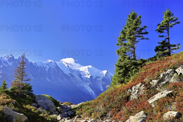 Firs stand in an autumnal landscape with the snow-covered Mont Blanc massif in the background, Chamonix-Mont-Blanc, Haute-Savoie, France