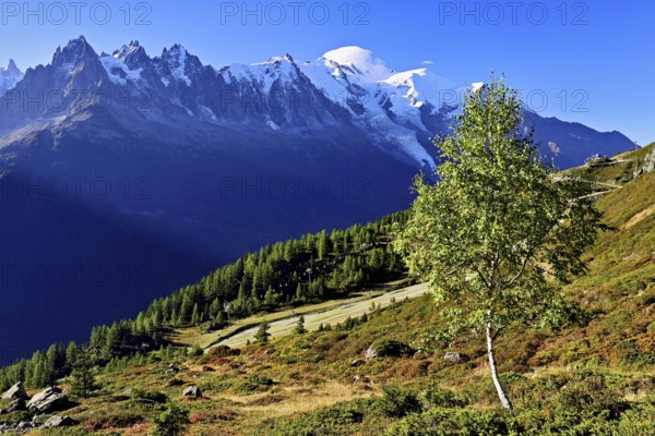 Mountain forest in an autumnal landscape with the snow-covered Mont Blanc massif in the background, Chamonix-Mont-Blanc, Haute-Savoie, France
