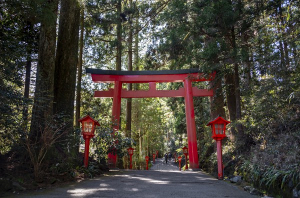 Trail through the forest with red torii, Hakone Shrine, Shinto Shrine, Hakone, Japan