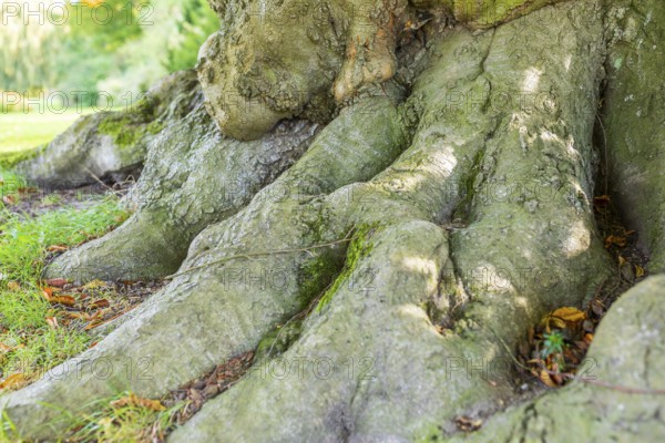 Tree trunk and roots of an old beech tree in Muskauer Park, UNESCO World Heritage, Bad Muskau, Upper Lusatia, Saxony, Germany