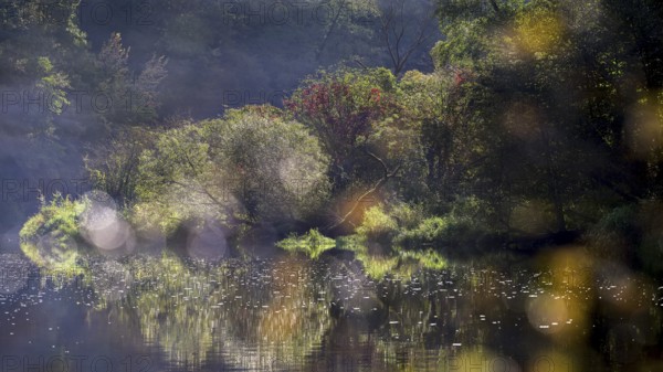 Autumn landscape, trees reflected in water, Thaya River, Thaya Valley National Park, Lower Austria, Austria