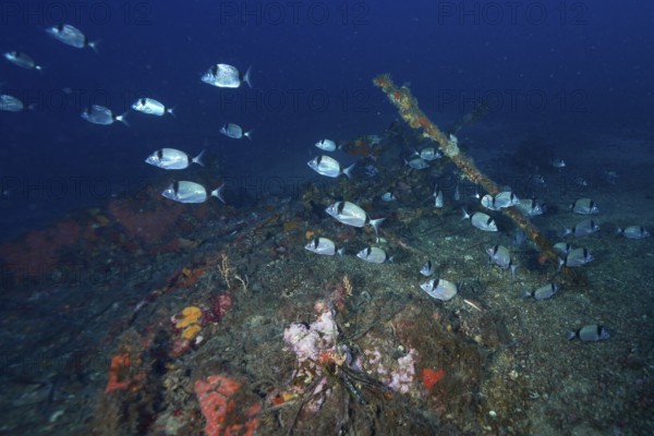Silver fish, two-banded bream (Diplodus vulgaris) swimming over an overgrown wreck on the seabed in the blue water in the Mediterranean near Hyères, dive site Wreck Ville de Grasse, Giens Peninsula, Porquerolles, Provence, Côte d'Azur, Mediterranean Sea, France