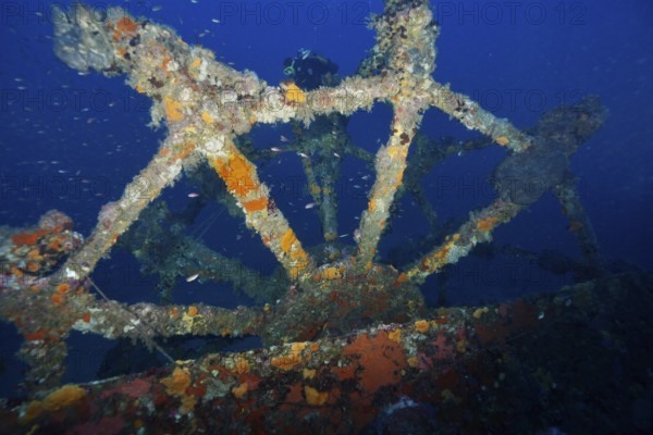 Wheel of a shipwreck covered with sea sponges in the Mediterranean near Hyères, dive site Wreck Ville de Grasse, Giens Peninsula, Porquerolles, Provence, Côte d'Azur, Mediterranean, France