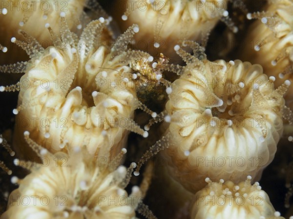 Close-up of blossom-like, beige-colored coral, lawn coral (Cladocora caespitosa) in the Mediterranean near Hyères, Giens peninsula diving site, Porquerolles, Provence, Côte d'Azur, France