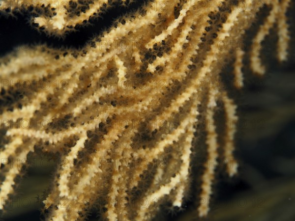 Close-up of yellow gorgony (Eunicella cavolinii) with fine texture in the Mediterranean near Hyères, Giens peninsula diving site, Porquerolles, Provence, Côte d'Azur, France