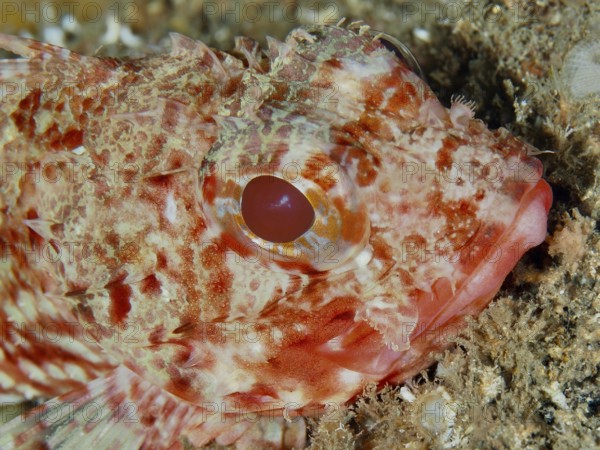 Close-up of Little Red Dragon Head (Scorpaena notata) with a clear eye on the seabed in the Mediterranean near Hyères, Giens Peninsula diving site, Porquerolles, Provence, Côte d'Azur, France