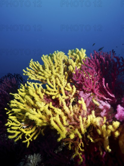 Bright yellow and pink corals, yellow gorgonia (Eunicella cavolinii) and color-changing gorgony (Paramuricea clavata) against a blue background in the Mediterranean near Hyères, Giens peninsula diving site, Porquerolles, Provence, Côte d'Azur, France